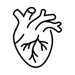 Heart
